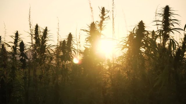 4k resolution video of sun shining trough silhouette cannabis leafs and narcotic buds in hemp plantation. Medicinal cannabis field. growing outdoors under sun