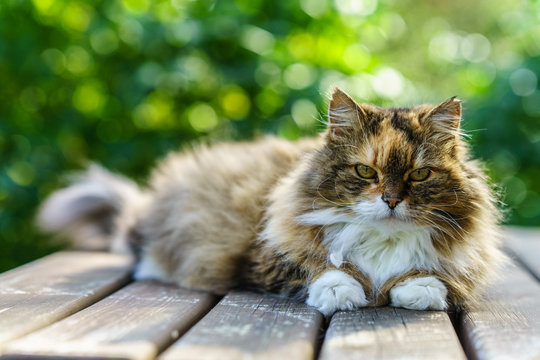 Long Hair Cat posing to camera at Garden top off wood table 
