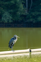 blue heron bird