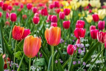 Close up of peach tulips surrounded by other tulips at the Carnival of Flowers in Toowoomba, Queensland, Australia.