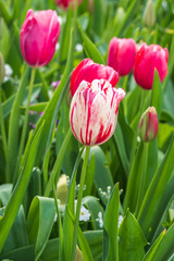 Marble-like white tulip surrounded by other tulips at the Carnival of Flowers in Toowoomba, Queensland, Australia.