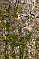bark of tree overgrown with moss