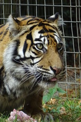 Sumatran tiger at the zoo