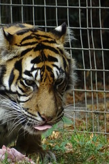 Sumatran tiger at the zoo