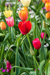 Red tulip in a field of colourful tulips on a sunny day at the Carnival of Flowers in Toowoomba, Queensland, Australia.