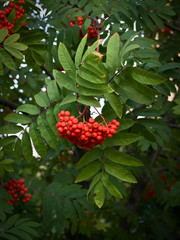Red and ripe mountain ash on tree