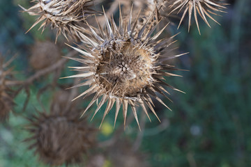 Thistle close up on a dark background. Dry flower. Wild plants
