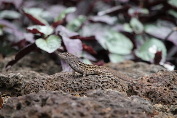 lizard on rock