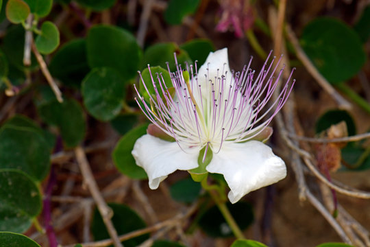 Kapern-Blüte / Echter Kapernstrauch (Capparis spinosa) - Flinders rose / caper bush