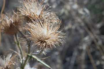 Thistle close up on a dark background. Dry flower. Wild plants