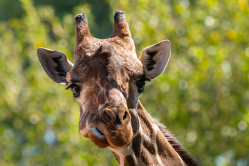 Giraffe 