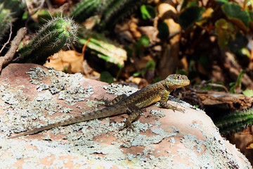 Lagartija 