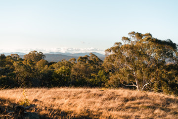 Fototapeta premium Australian bush land and grass