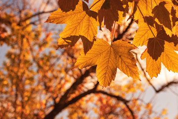 Orange maple leaves  in the autumn sunshine