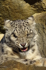 Beautiful snow leopard at the zoo