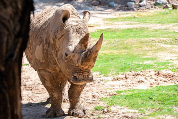 Rhino