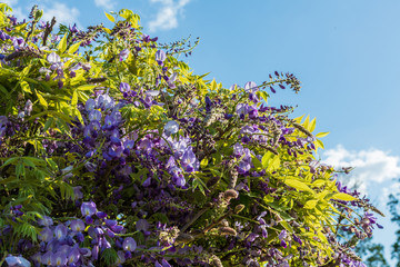 Wisteria flower against the sky with the background blurred out at the Carnival of Flowers in Toowoomba, Queensland, Australia.