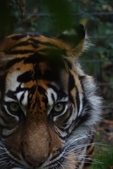 Sumatran tiger at the zoo
