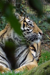 Sumatran tiger at the zoo
