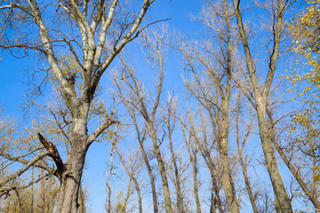 Autumn poplar trees shed their leaves. Fall in nature