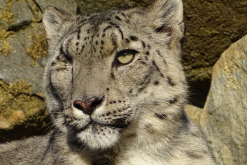 Beautiful snow leopard at the zoo