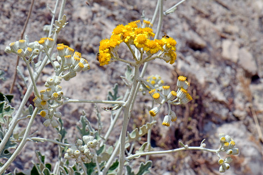 Silver ragwort / Weißfilziges Greiskraut (Jacobaea maritima / Senecio bicolor)