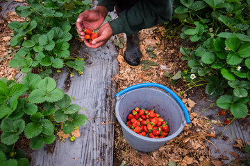 Harvesting strawberries