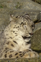 Beautiful snow leopard at the zoo