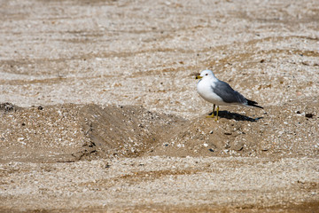 View of a Seagull walking on sandy beach