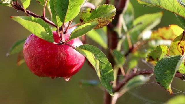 Apple on tree with natural water drops