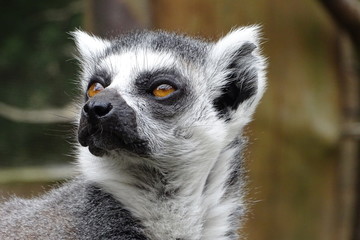 Cute ring tailed lemurs at the zoo