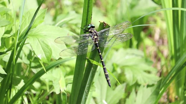 Anotogaster Sieboldii