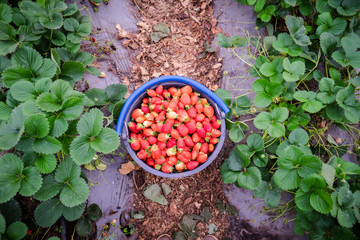 Strawberries in a bucket 