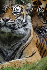 Sumatran tiger at the zoo