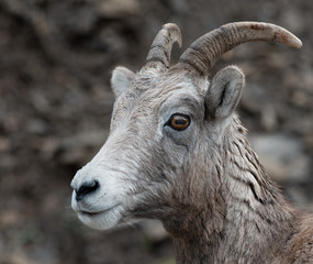 A close up of a big horned sheep