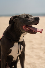 happy pitbull at the beach