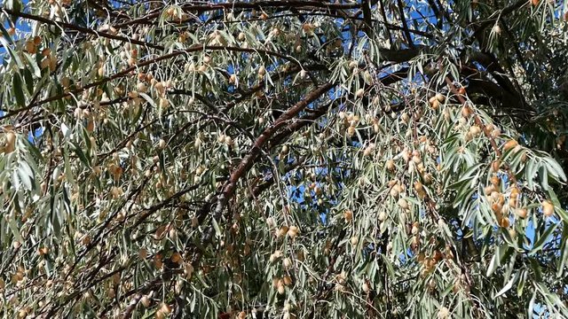 oleaster fruits, Russian olive (elaeagnus angustifolia) tree and fruits,