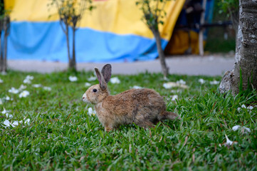 Brown rabbit on grass with flowers in garden