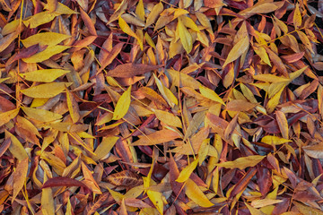 autumn leaves background