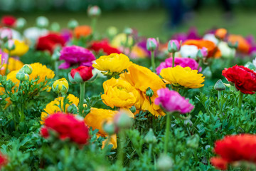 Floribunda Bush Roses surrounded by other flowers and green vegetation at the Carnival of Flowers in Toowoomba, Queensland, Australia.