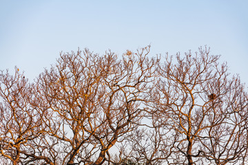 Winter trees with a birds nest but leaves against the blue sky at the Carnival of Flowers in Toowoomba, Queensland, Australia.