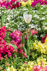 White tulip surrounded by colourful flowers on a sunny day at the Carnival of Flowers in Toowoomba, Queensland, Australia.