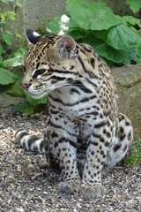 Ocelot cat at the zoo