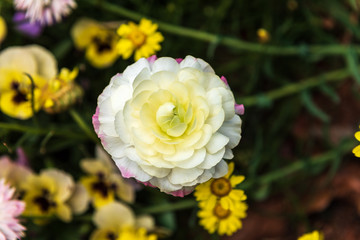 White chrysanthemum with slight pink highlights with flowers and vegetation blurred out at the Carnival of Flowers in Toowoomba, Queensland, Australia.