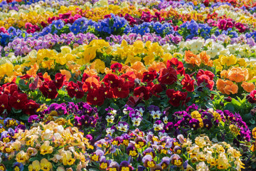 Rainbow of colourful flowers at the Carnival of Flowers in Toowoomba, Queensland, Australia.