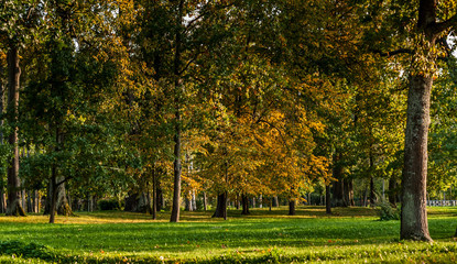 Naklejka premium Autumn trees in the park on a sunny day
