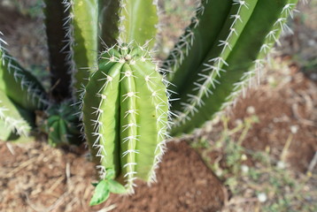 Close Up Cactus