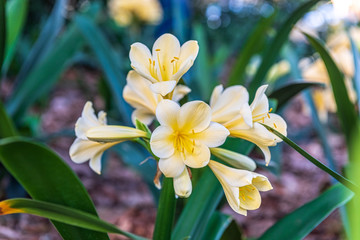 Close up of white natal lily at the Carnival of Flowers in Toowoomba, Queensland, Australia.