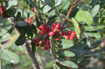 Plants and animald in wild life, Algeria