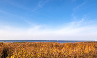 View of the bay shore with growing reeds